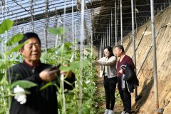 <b>文安：“曲通式”景象形象办事帮力农业稳产增</b>