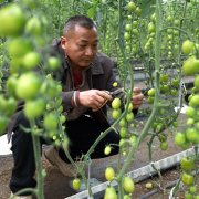 <b>柳江区：生果番茄喜丰收 映红群众“致富”</b>